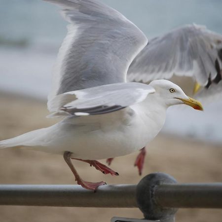 The Greenwich Rooms - Burger & Bird Bar & Restaurant Peacehaven Exteriör bild