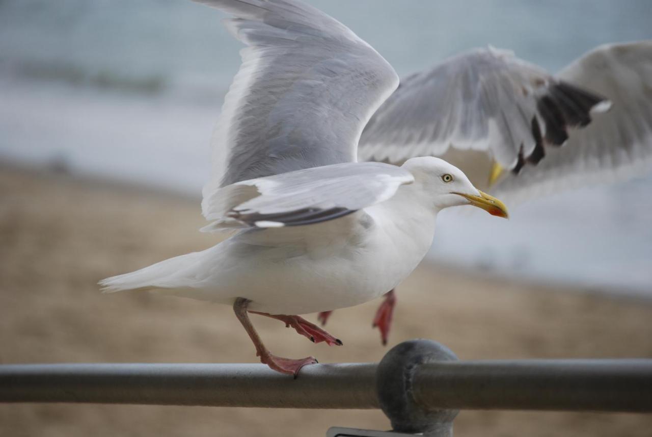 The Greenwich Rooms - Burger & Bird Bar & Restaurant Peacehaven Exteriör bild